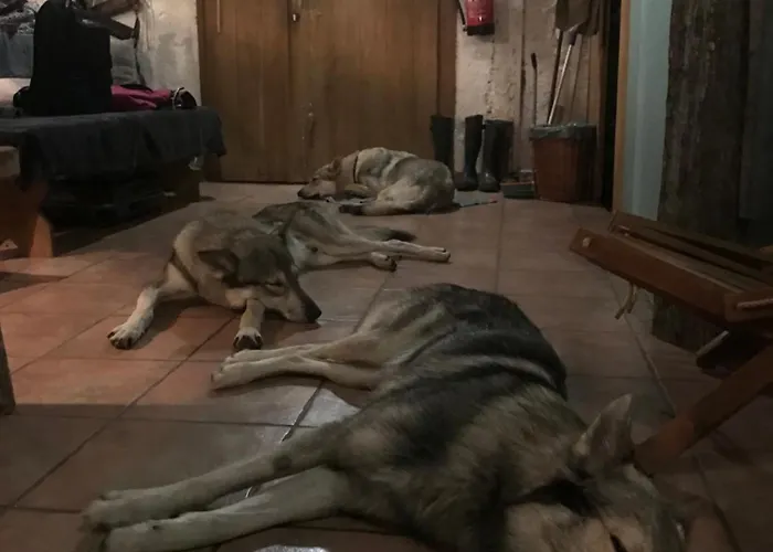 Chalé Gozdna Koca Studeno Kocevje