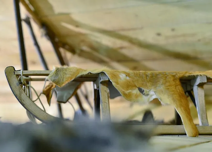 Gozdna Koca Studeno Chalé *